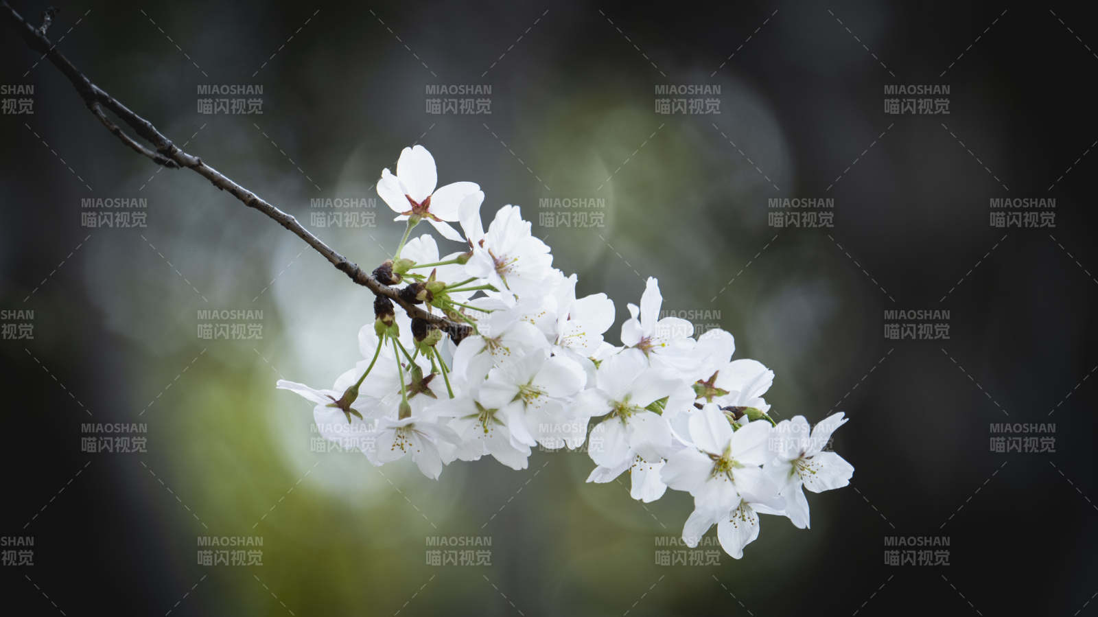 樱花绽放枝头图片