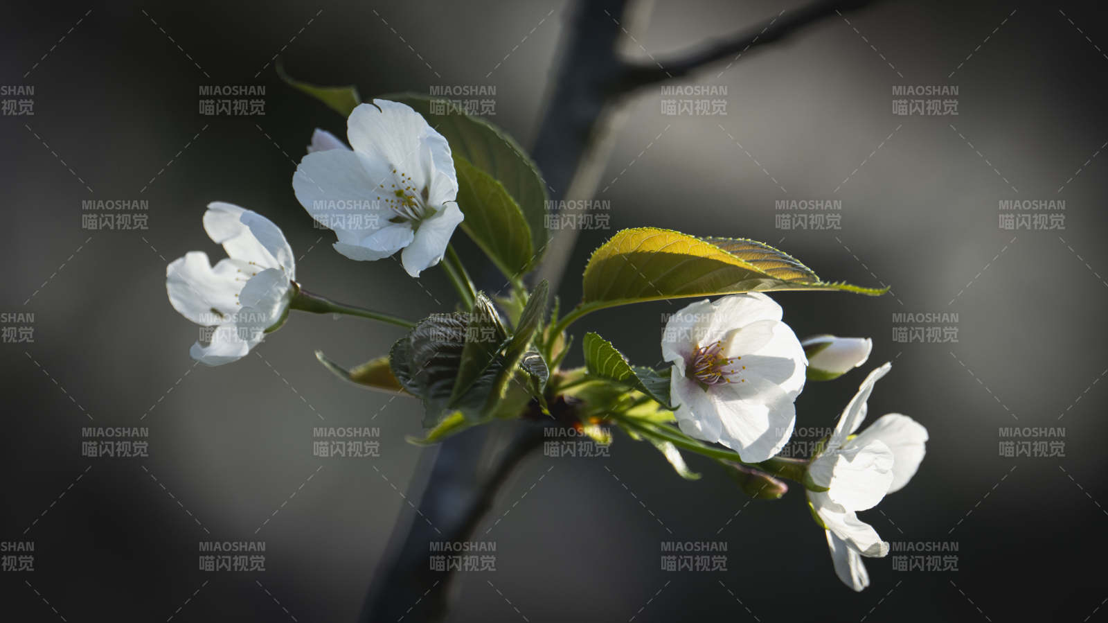 樱花绽放枝头图片