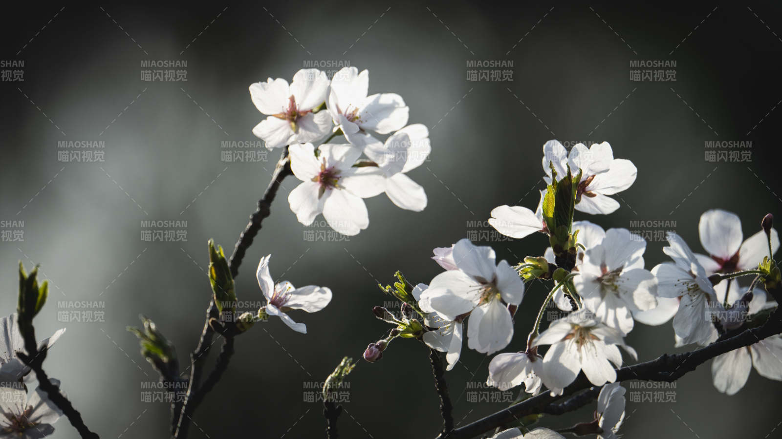 樱花绽放枝头图片