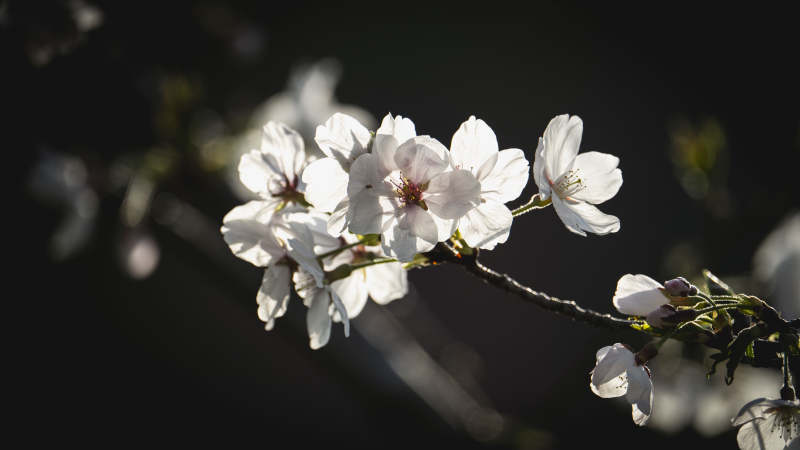 樱花绽放枝头图片