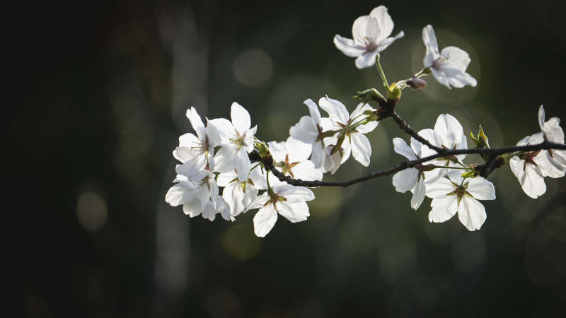 樱花绽放枝头图片