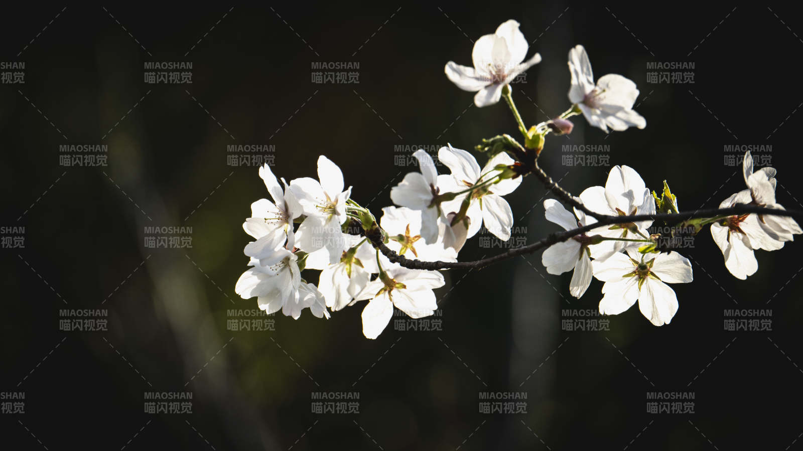 樱花绽放枝头图片