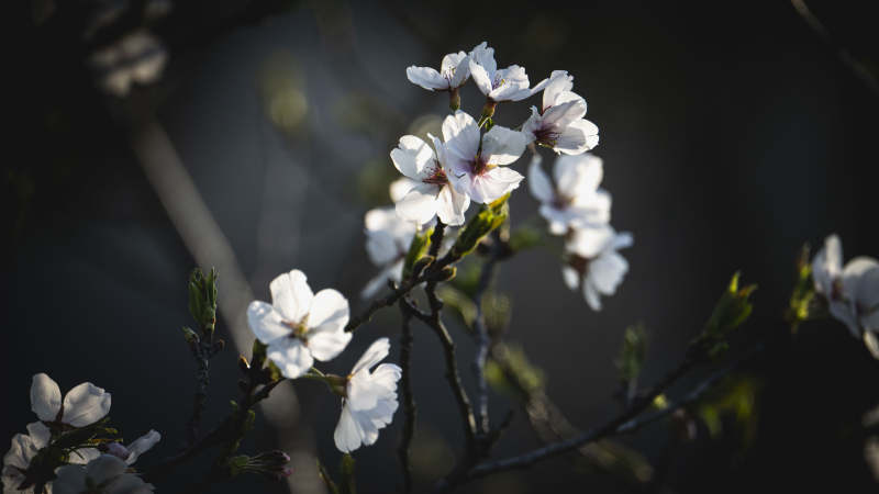 樱花绽放枝头图片