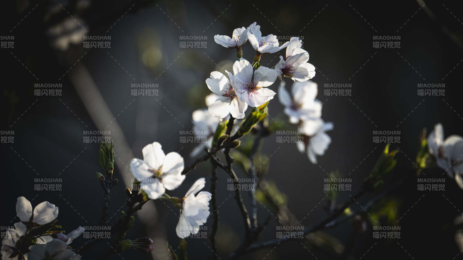 樱花绽放枝头图片