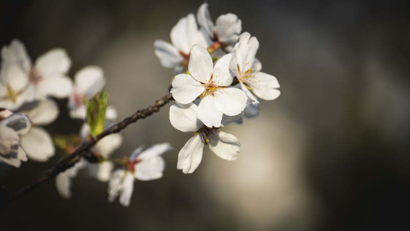 樱花绽放枝头图片