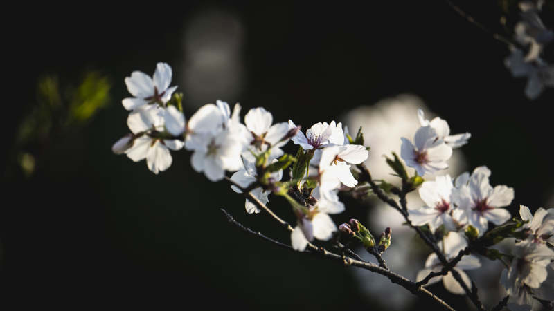 樱花绽放枝头图片