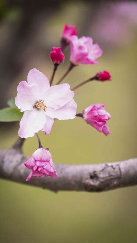 樱花绽放枝头图片