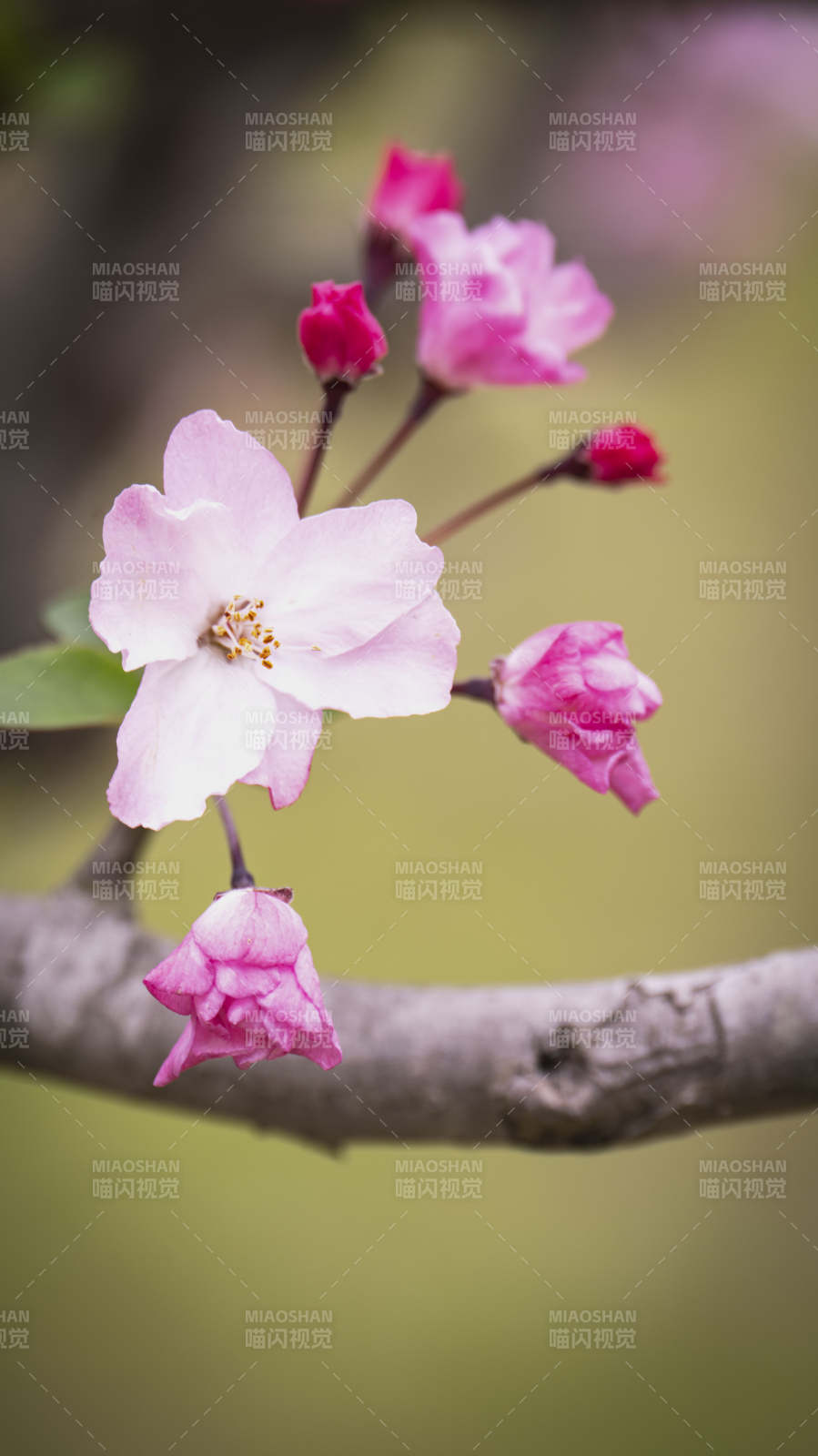 海棠花绽放枝头图片