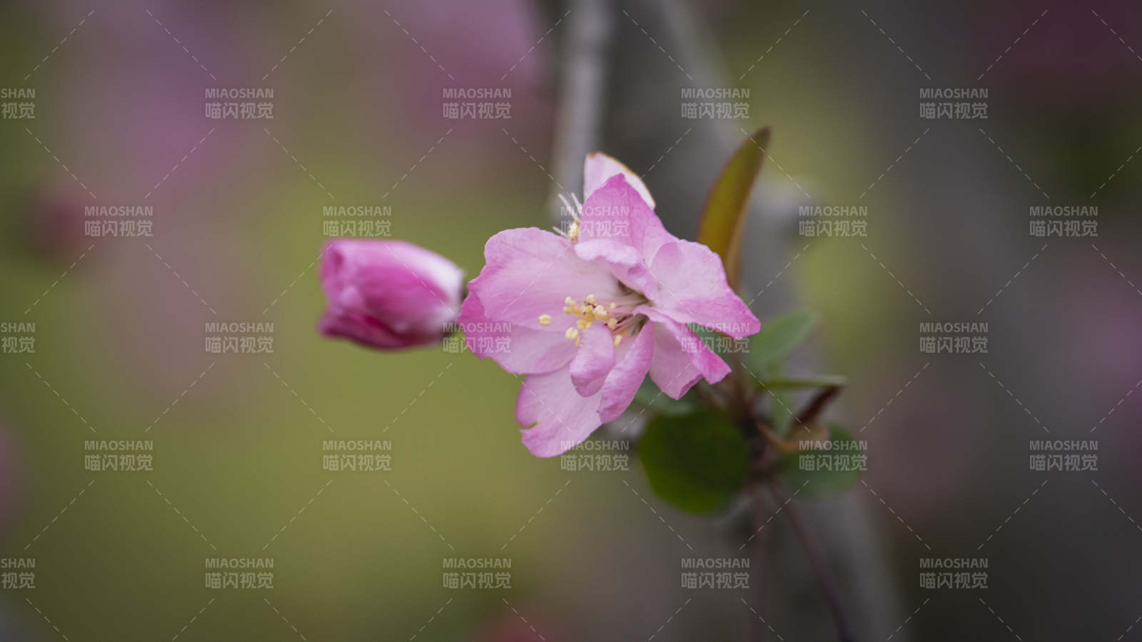 粉花绽放枝头图片
