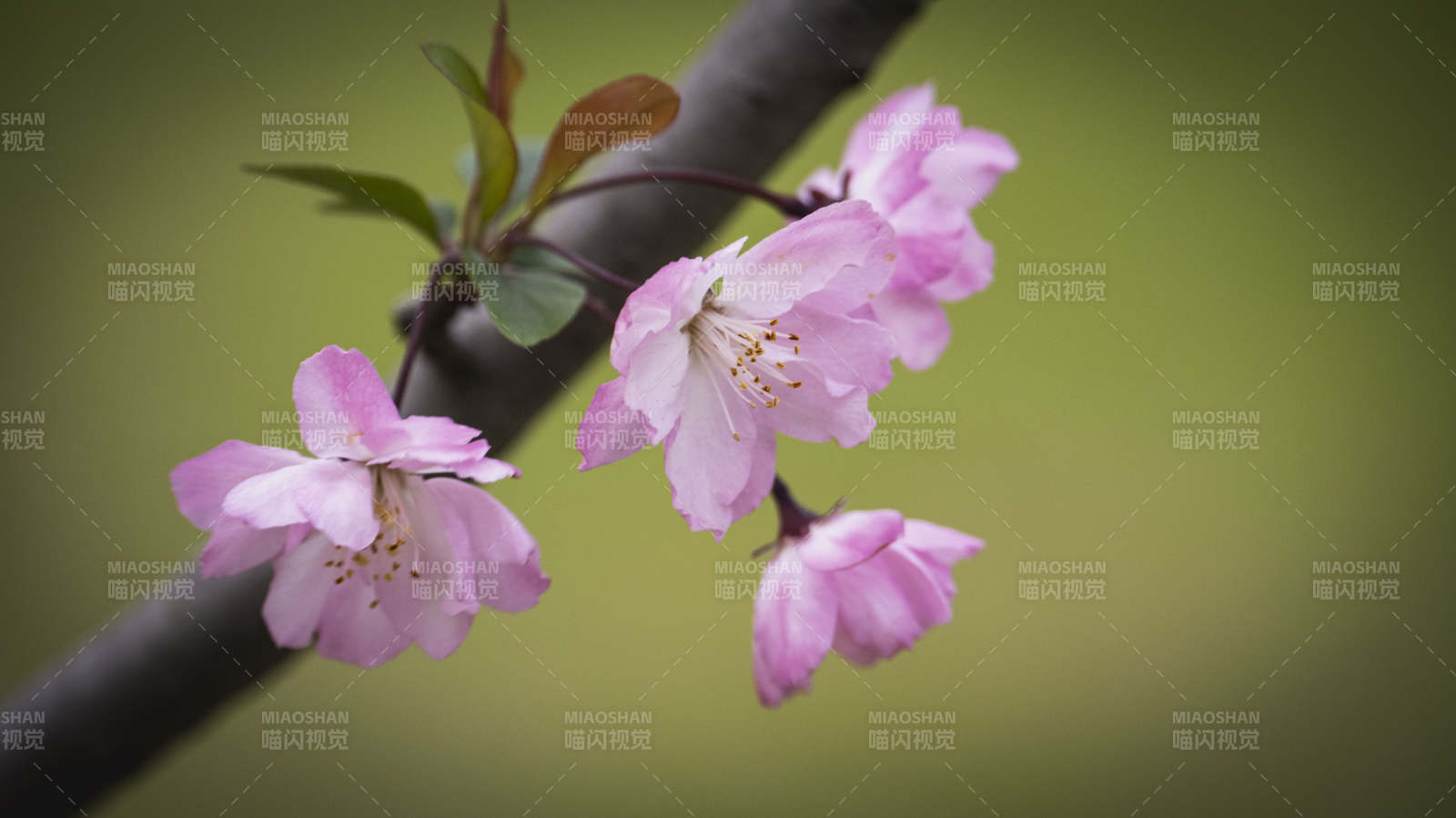 樱花绽放枝头图片