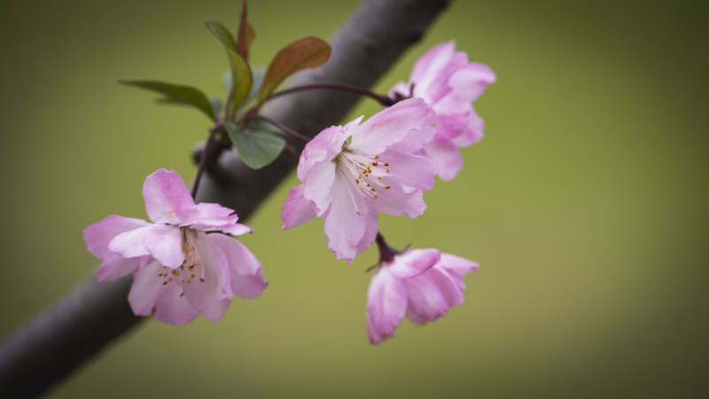 樱花绽放枝头图片