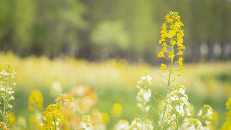 油菜花田春景图片