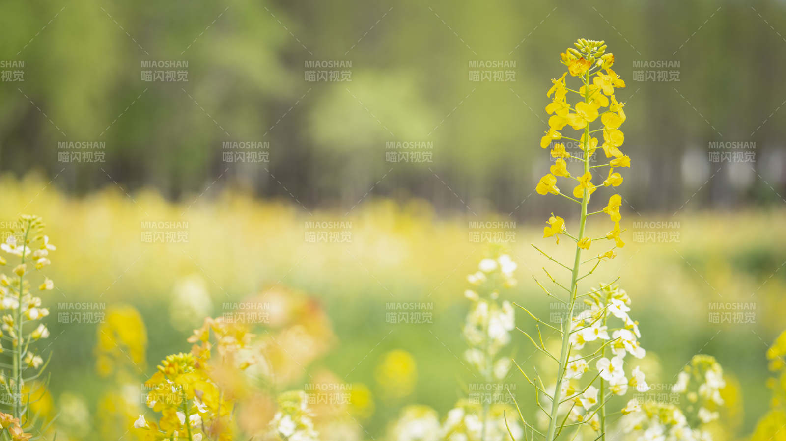 油菜花田春景图片