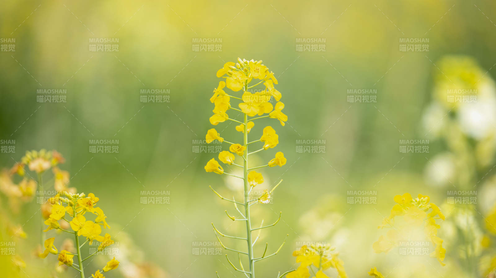 油菜花田美景图片