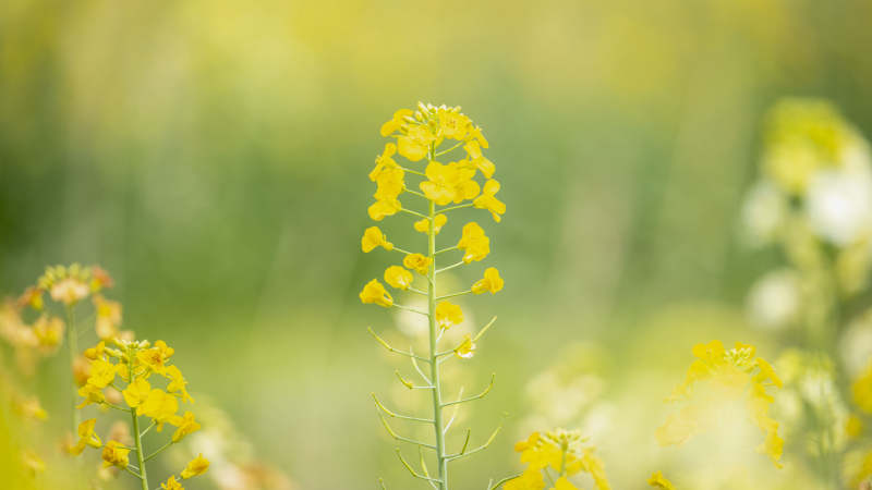 油菜花田美景图片