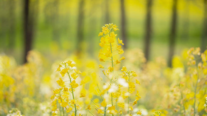 油菜花海春景图片
