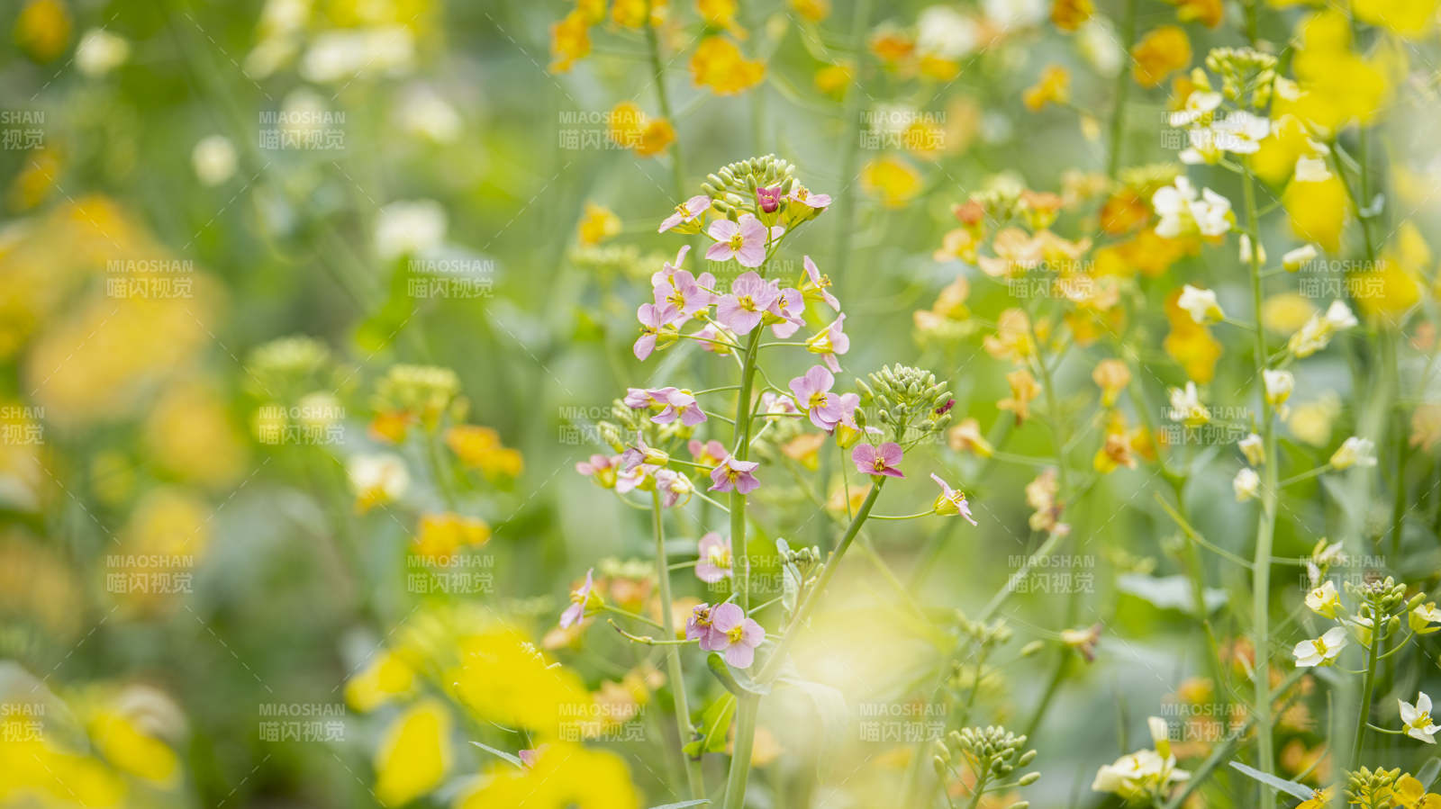 花丛中的粉黄小花图片