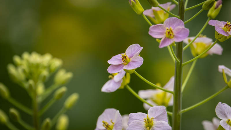 淡紫小花绽放枝头图片