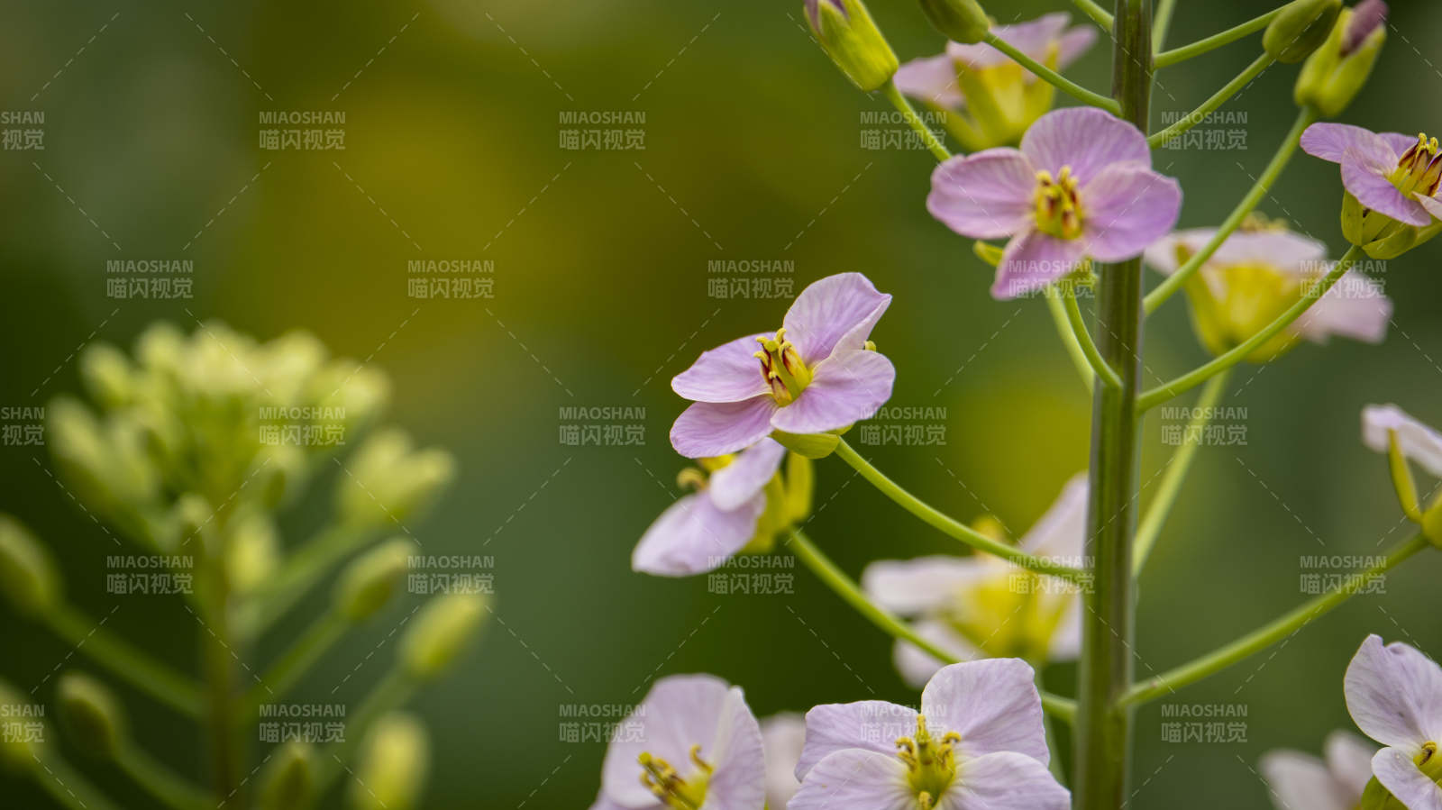 淡紫小花绽放枝头图片