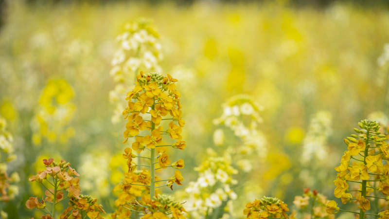 油菜花海绽放图片