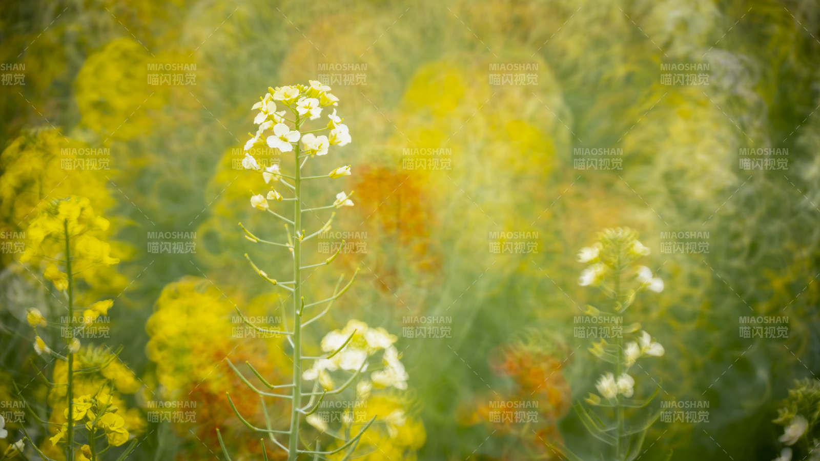 油菜花田美景图片