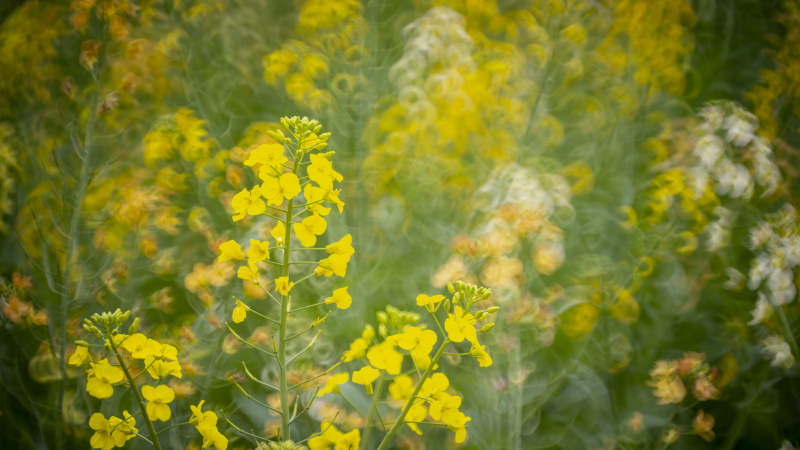 油菜花海绽放图片