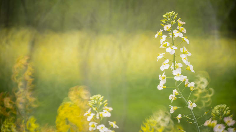 春日花海绽放图片
