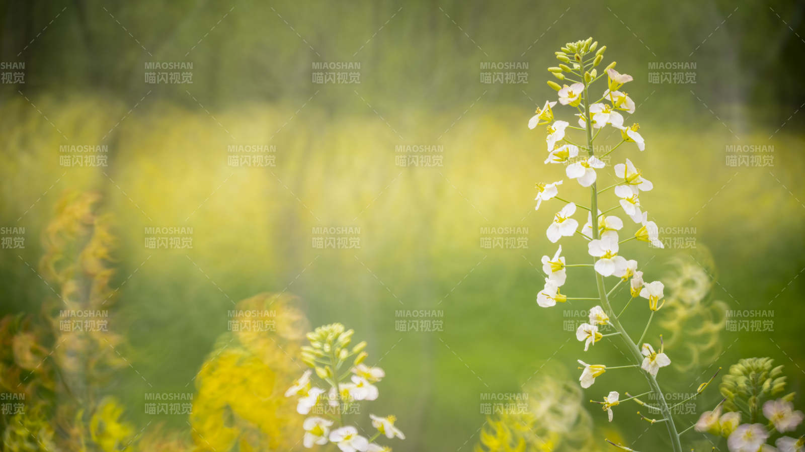 春日花海绽放图片