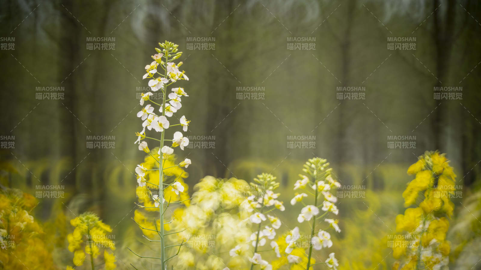 春日花海绽放图片