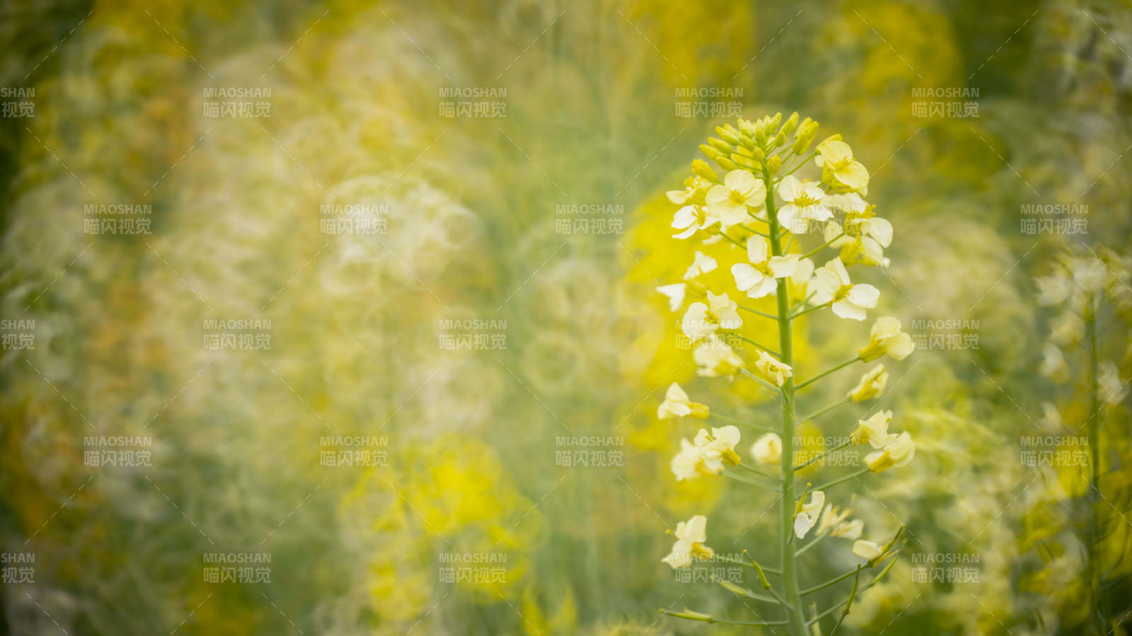 油菜花海绽放图片