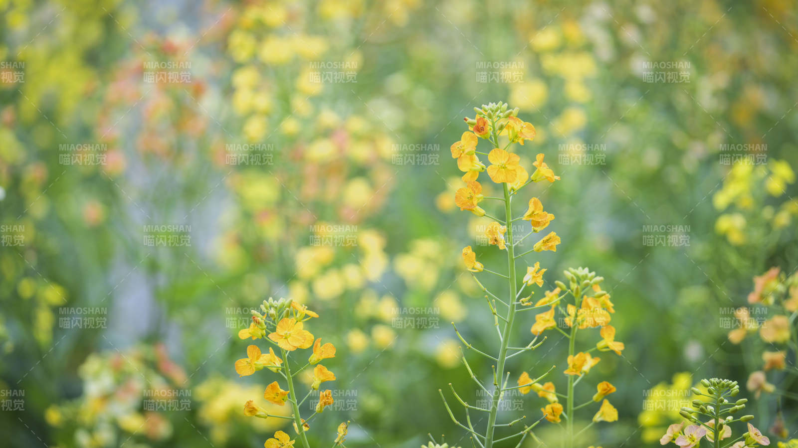 油菜花田美景图片