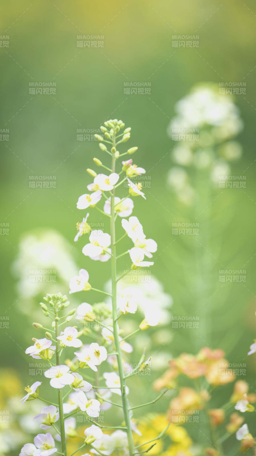 白花绿意盎然图片