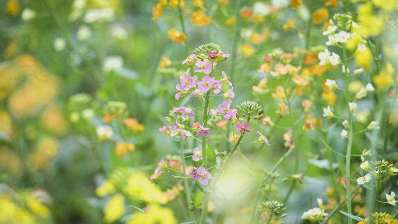 花丛中的紫色小花图片