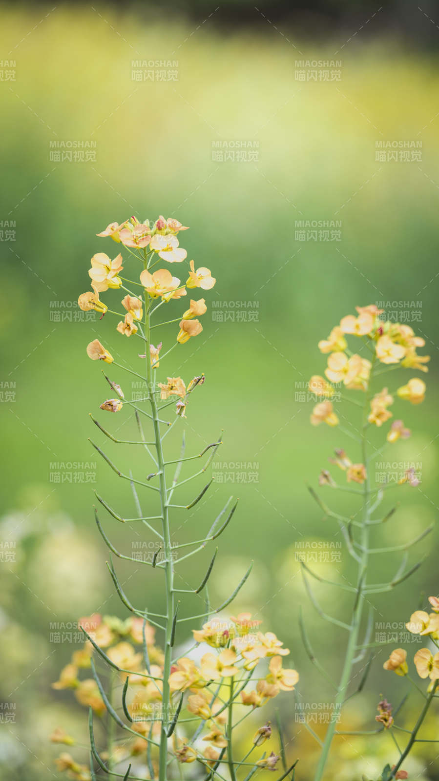 油菜花绽放图片