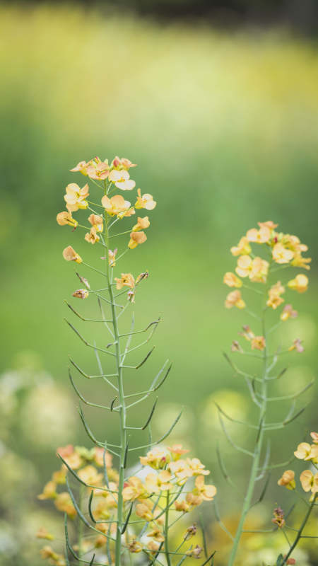 油菜花绽放图片