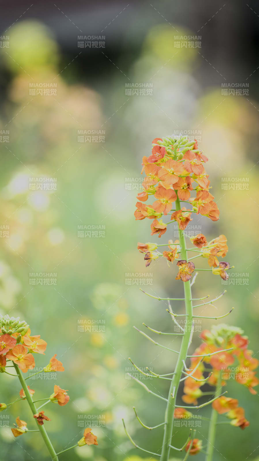 橙花绽放 春意盎然图片