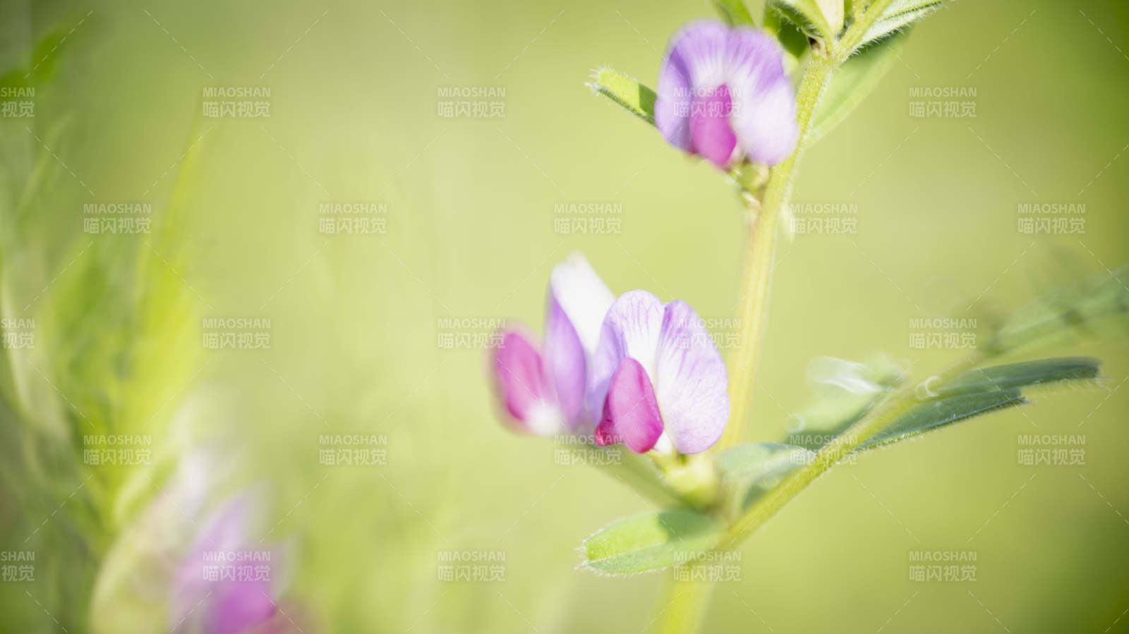 紫花在风中摇曳图片