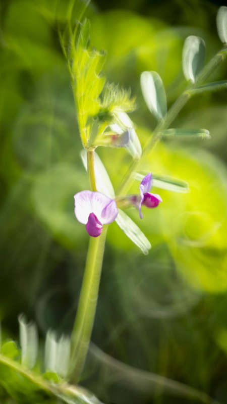 紫花豌豆绽放图片