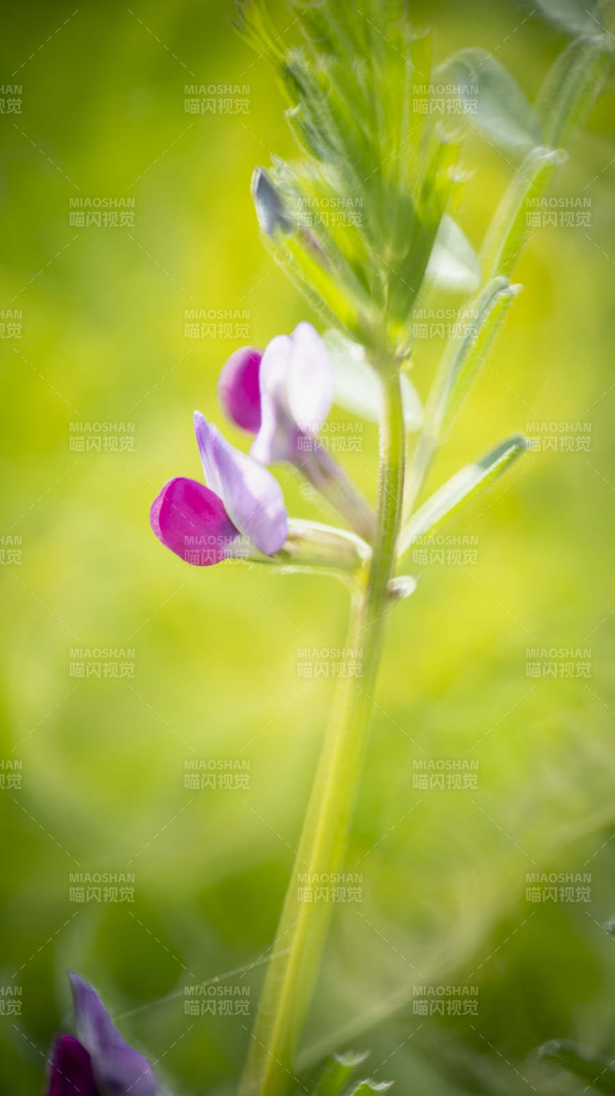 紫花绽放绿意中图片