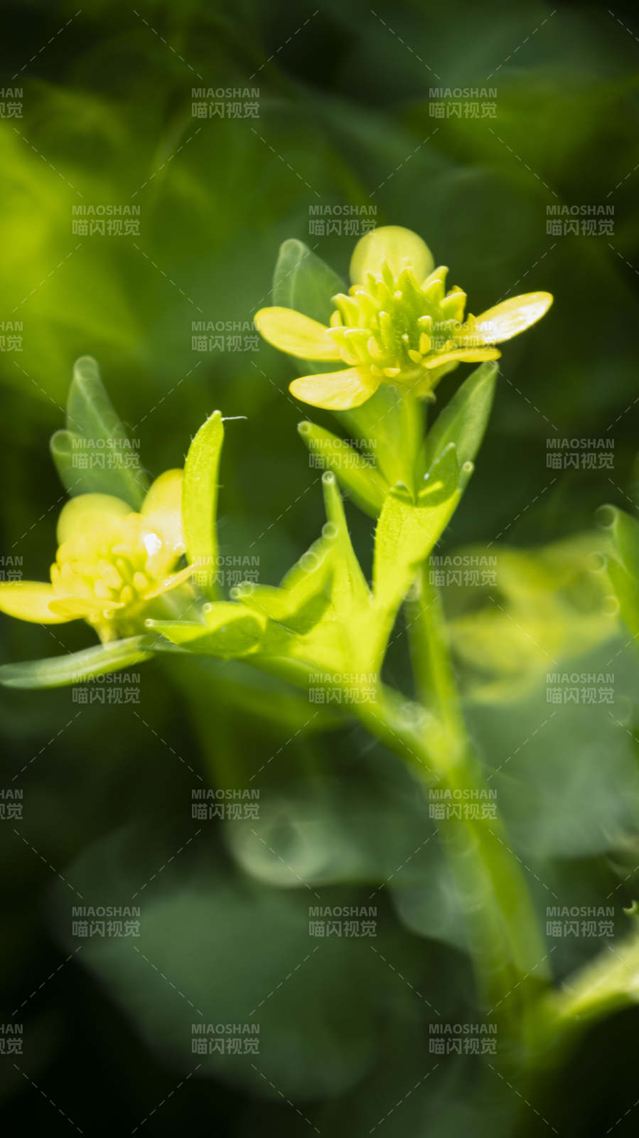 嫩黄小花绽放绿意图片