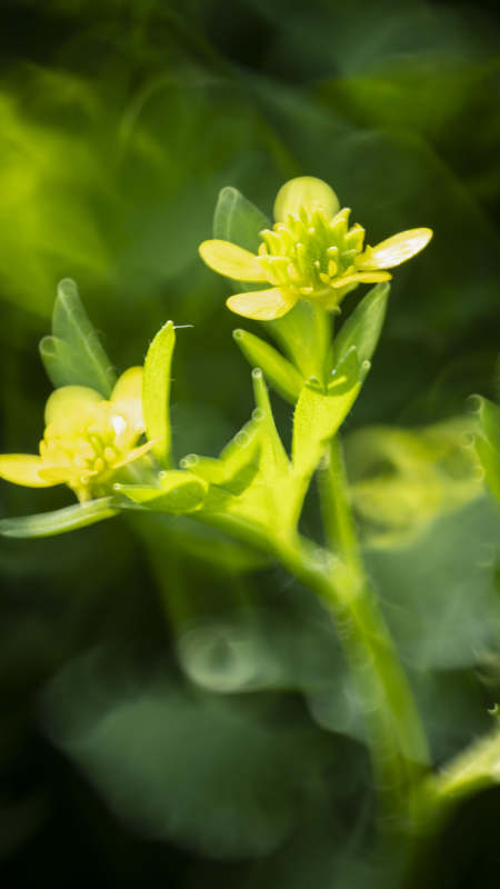 嫩黄小花绽放绿意图片