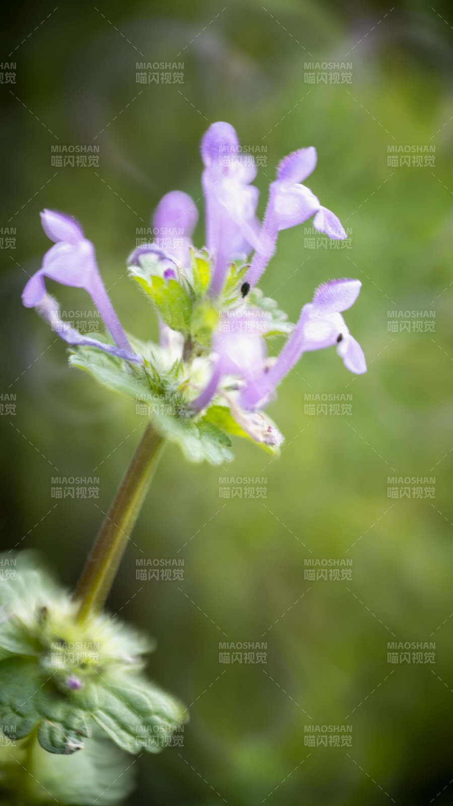 紫花绽放 绿意盎然图片