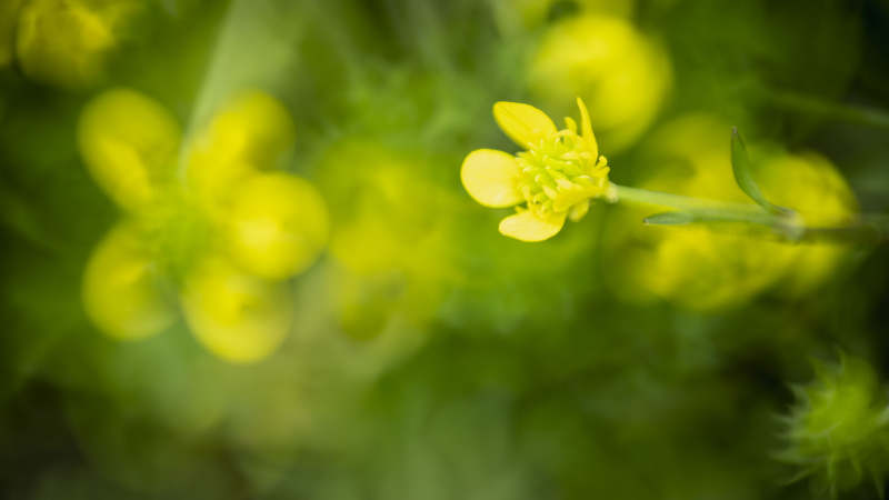 黄花绽放春意浓图片
