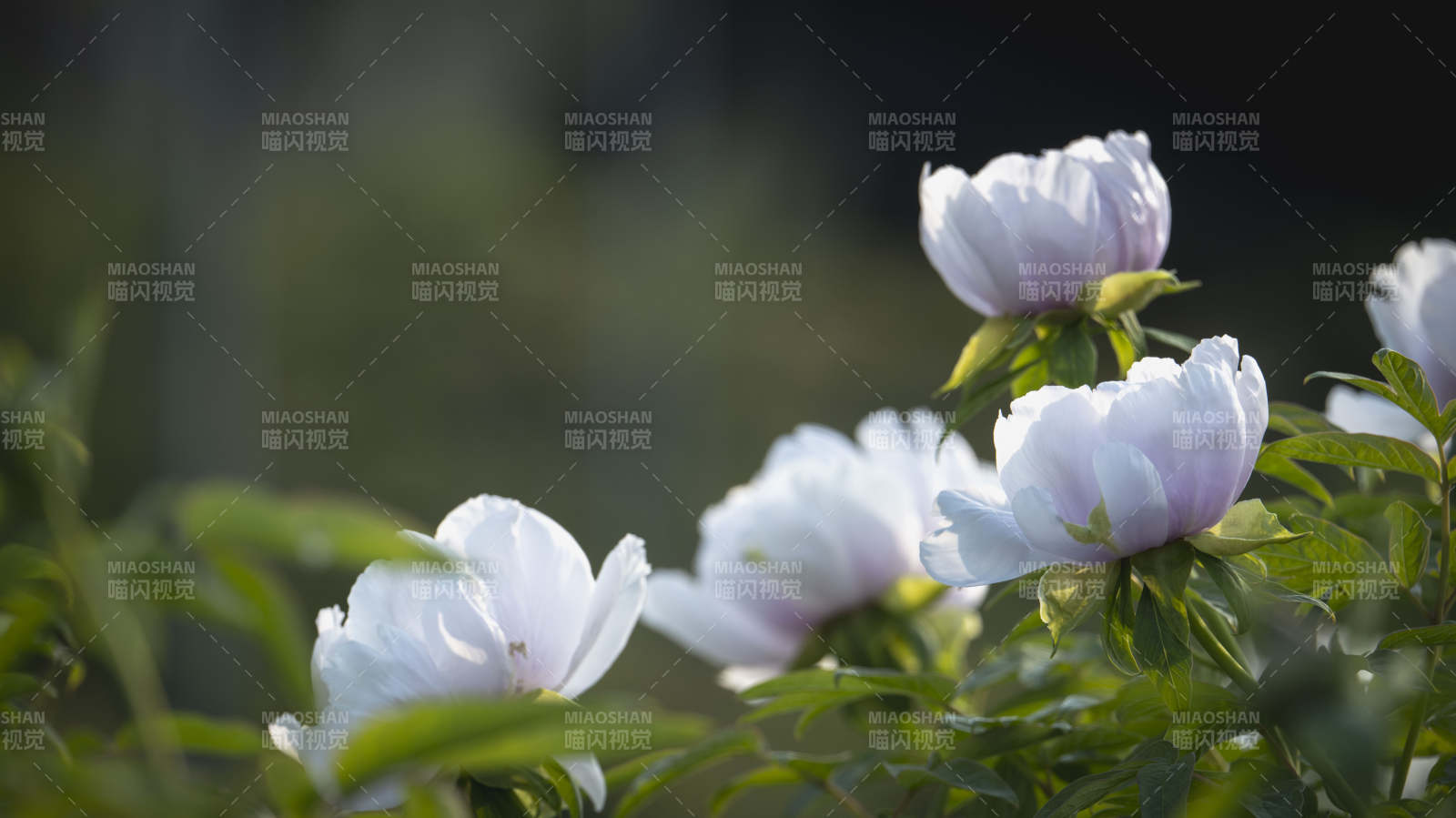 白牡丹绽放图片