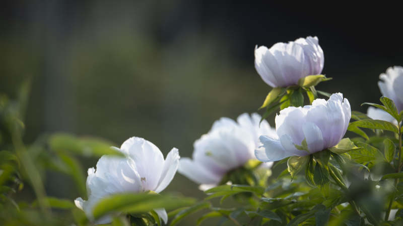 白牡丹绽放图片