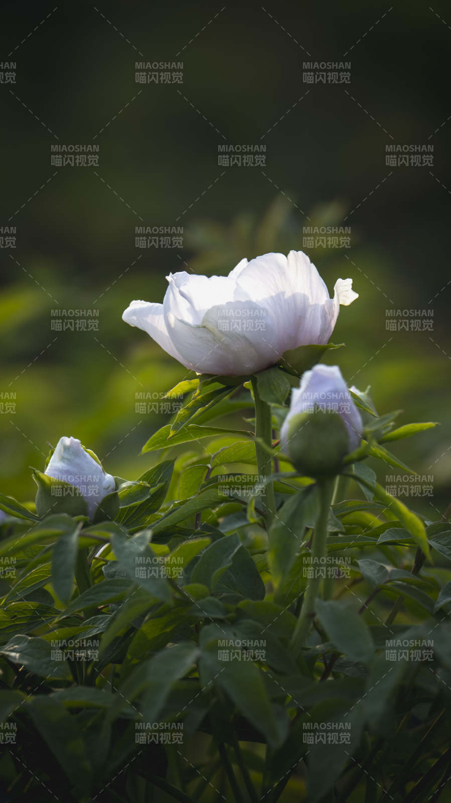 白牡丹绽放图片