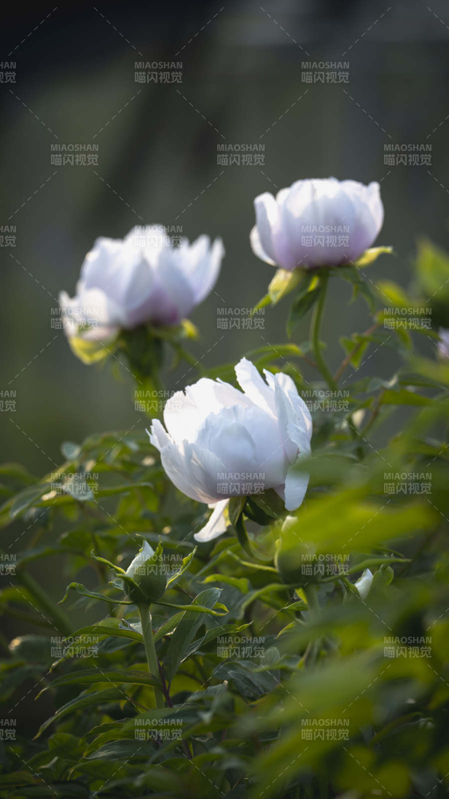 白牡丹绽放枝头图片