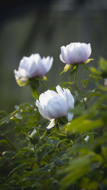 白牡丹绽放枝头图片