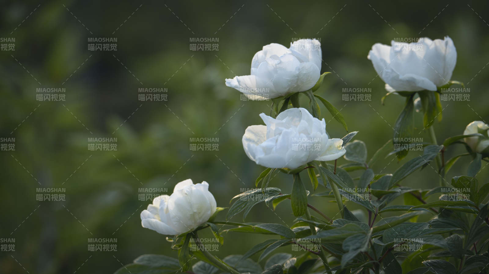 白玫瑰绽放枝头图片