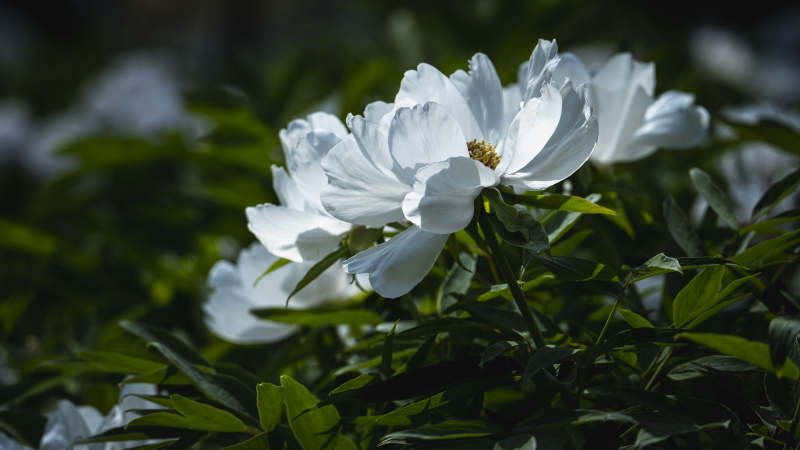 白花绽放绿叶间图片